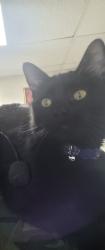 Lost Female Cat last seen Lookout Drive, Blueridge Drive, Conley Road, Jonesboro Road, Sierra Drive, Cloudland Drive, Kennesaw Drive, Cascade Drive, Forest Park, GA 30297