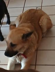 Reunited Female Dog last seen Caughlin and Phelan rd, Phelan, CA 92371