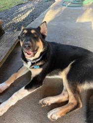 Lost Male Dog last seen Bayland Park  & Houston Christian University, Houston, TX 77036