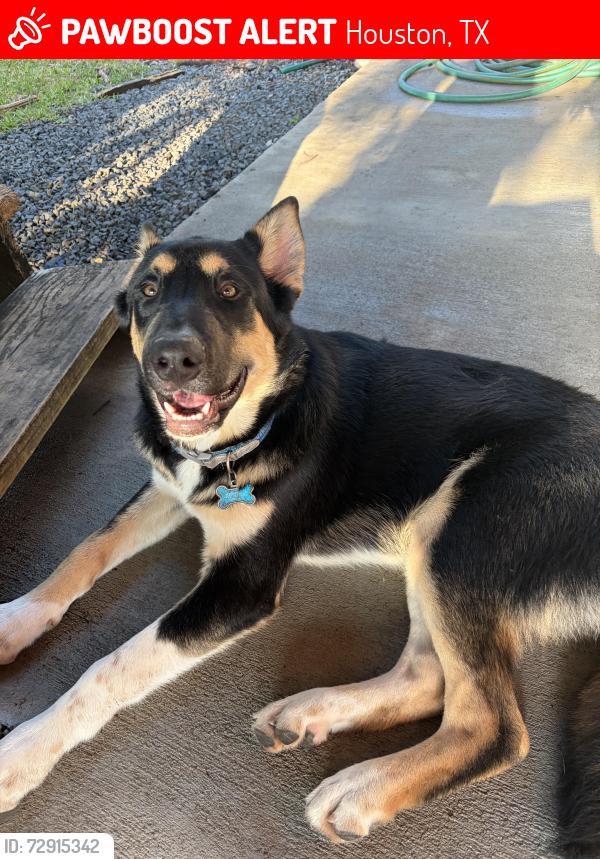 Lost Male Dog last seen Bayland Park  & Houston Christian University, Houston, TX 77036