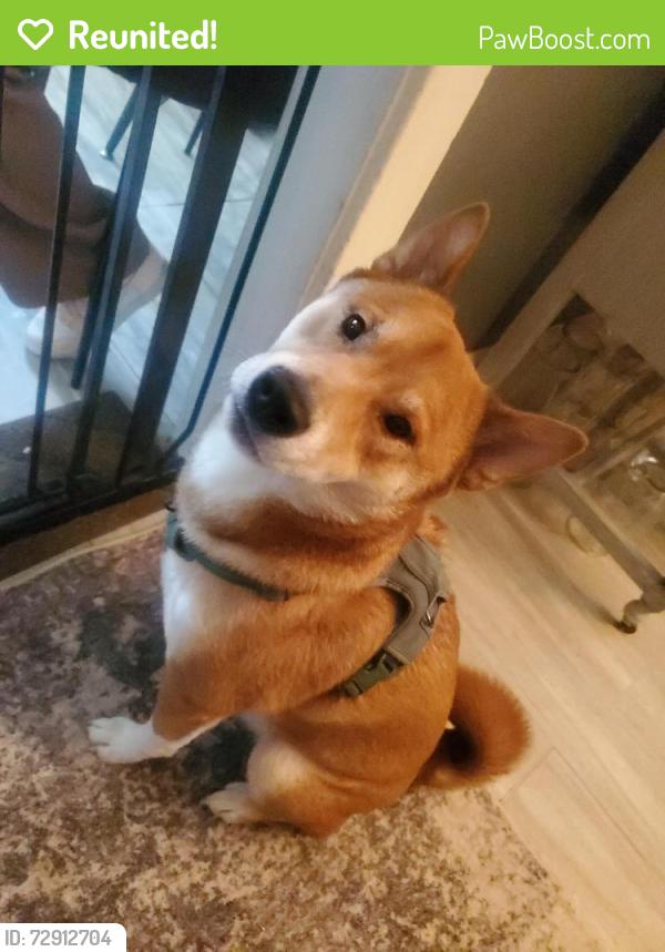 Reunited Male Dog last seen Rising Sun Avenue, Philadelphia, PA 19111