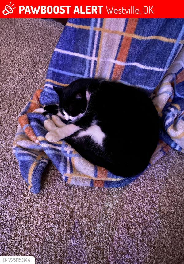 Lost Male Cat last seen Wash cty rd 802 off of AR 59, Westville, OK 74965