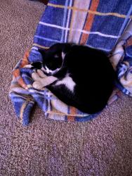 Lost Male Cat last seen Wash cty rd 802 off of AR 59, Westville, OK 74965