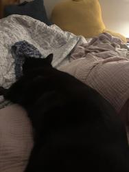 Reunited Male Cat last seen North Main Street, high point, High Point, NC 27262