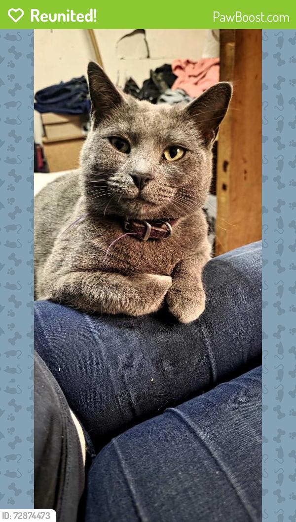 Reunited Male Cat last seen Diamond st, Grand Rapids, MI 49506