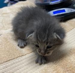 Shelter Stray Male Cat last seen Near utah Way, Escondido, CA, 92025, Escondido, CA 92027