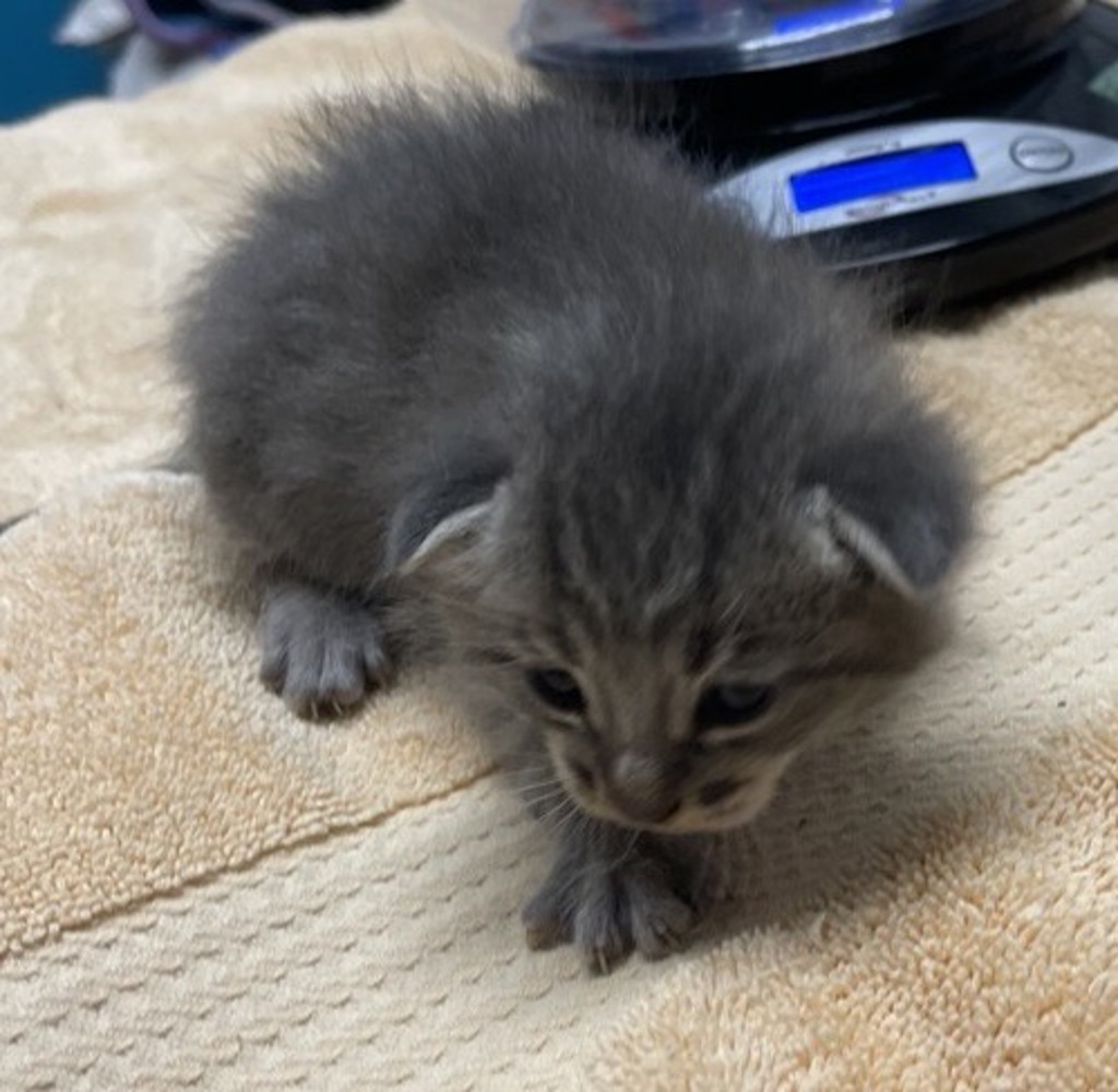 Shelter Stray Male Cat last seen Near utah Way, Escondido, CA, 92025, Escondido, CA 92027