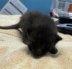 Shelter Stray Male Cat last seen Near utah Way, Escondido, CA, 92025, Escondido, CA 92027