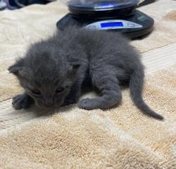 Shelter Stray Female Cat last seen Near utah Way, Escondido, CA, 92025, Escondido, CA 92027