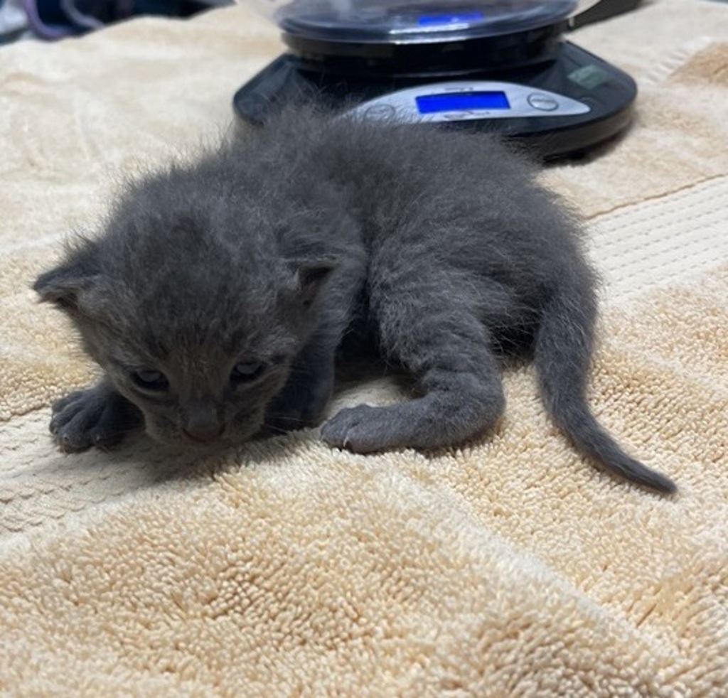 Shelter Stray Female Cat last seen Near utah Way, Escondido, CA, 92025, Escondido, CA 92027