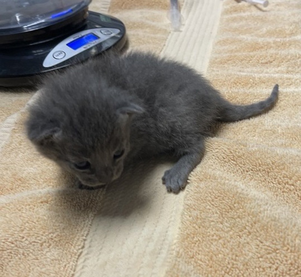 Shelter Stray Female Cat last seen Near utah Way, Escondido, CA, 92025, Escondido, CA 92027
