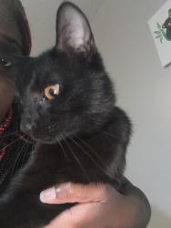 Reunited Male Cat last seen Amos bridges road, Sanford, NC 27330