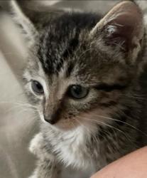Shelter Stray Female Cat last seen Near 34th Street, San Diego, CA, 92112, San Diego, CA 92110