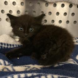Shelter Stray Female Cat last seen Davis Street, SAN LEANDRO, CA, 94577, Oakland, CA 94621