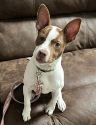Reunited Male Dog last seen Near fox ridge dr Newnan , Newnan, GA 30265