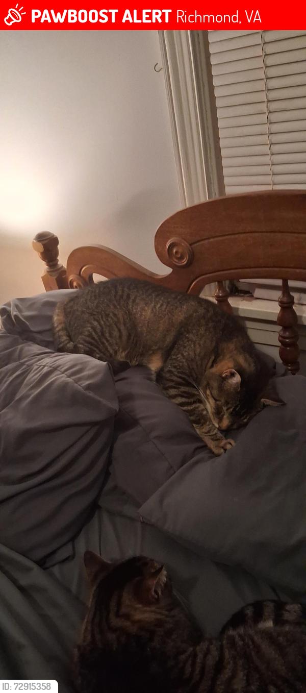 Lost Male Cat last seen Gay Ave and Miller's lane, Richmond, VA 23231