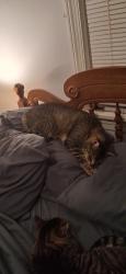 Lost Male Cat last seen Gay Ave and Miller's lane , Richmond, VA 23231