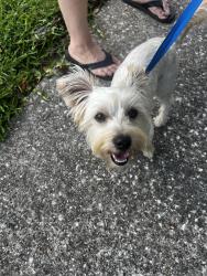 Reunited Male Dog last seen Bridgeview, Harris County, TX 77388