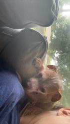 Lost Male Dog last seen Pioneer Parkway and Hale, Peoria, IL 61615