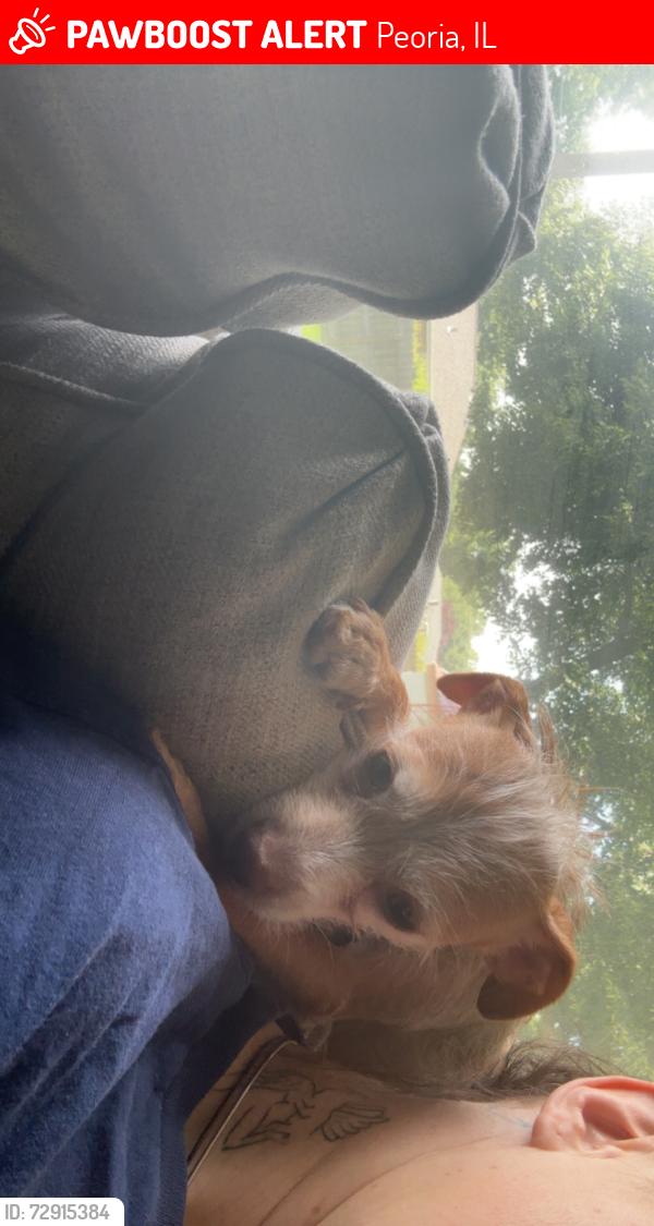 Lost Male Dog last seen Pioneer Parkway and Hale, Peoria, IL 61615
