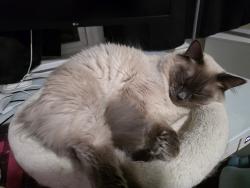 Reunited Male Cat last seen Near E 9th Ave hmstd, PA 15120, Homestead, PA 15120