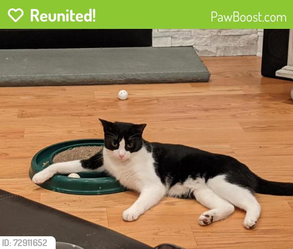 Reunited Male Cat last seen Biscayne and Baycove, Ogden, NC 28411