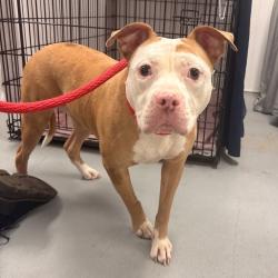 Shelter Stray Female Dog last seen , Philadelphia, PA 19140