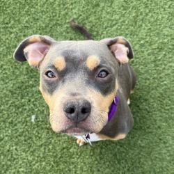 Shelter Stray Female Dog last seen , Los Angeles, CA 90018