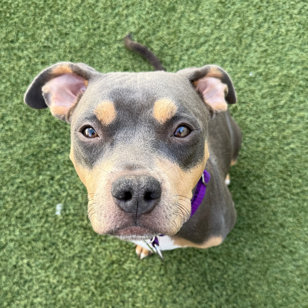 Shelter Stray Female Dog last seen , Los Angeles, CA 90018
