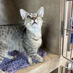 Shelter Stray Female Cat last seen , Port Richey, FL 34653