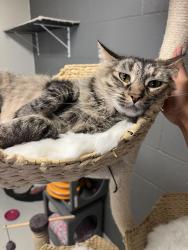 Reunited Female Cat last seen S grade rd, Alpine, CA 91901