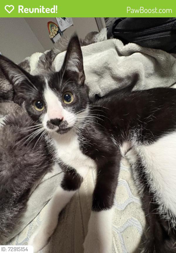 Reunited Female Cat last seen Near 35th Ave NE, Arlington, WA 98223, USA, Arlington, WA 98223