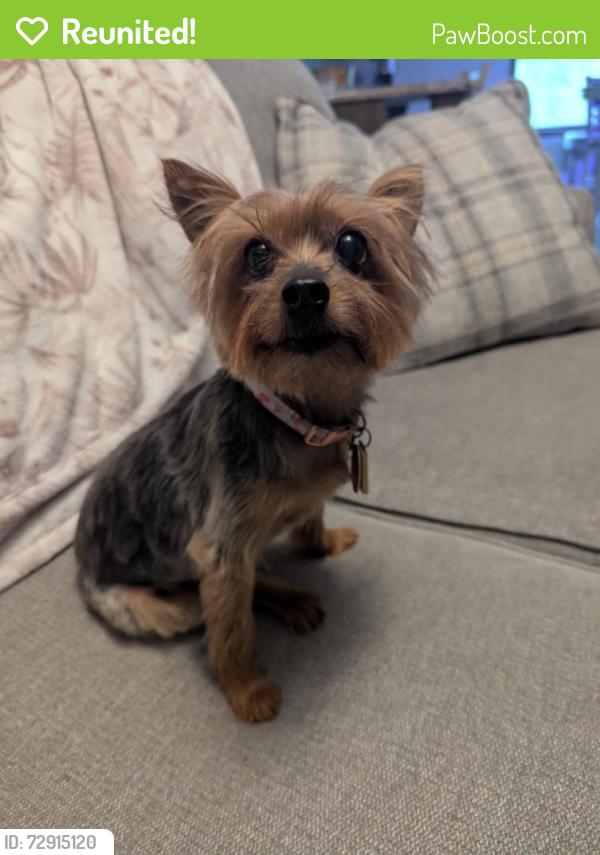 Reunited Female Dog last seen Near Larkspur Dr, Quarryville, PA 17566, USA, Quarryville, PA 17566