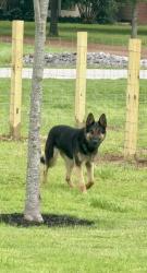 Found/Stray Female Dog last seen Hey 64 and Schaeffer , Shelby County, TN 38028