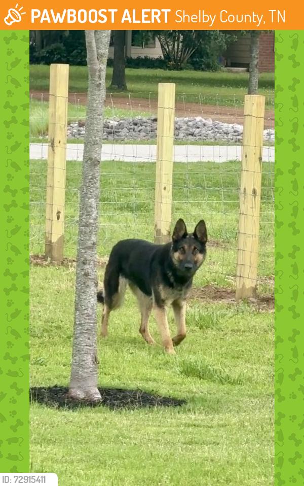 Found/Stray Female Dog last seen Hey 64 and Schaeffer , Shelby County, TN 38028