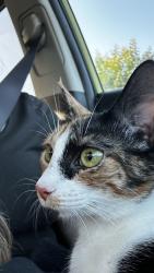 Reunited Female Cat last seen Near old stake road, Tabor City, NC 28463