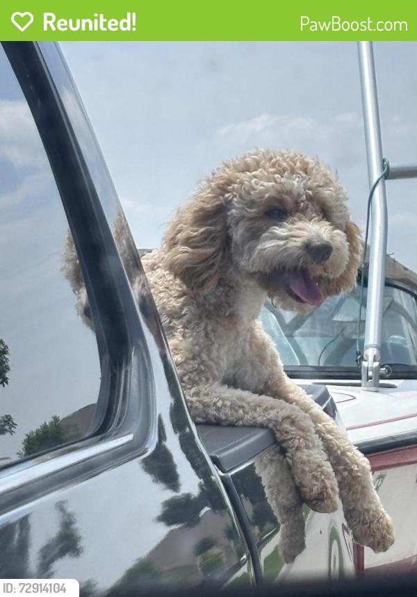 Reunited Female Dog last seen Near Tilman Farms intersection of 437 and 438 in Princeton tx, Collin County, TX 75407