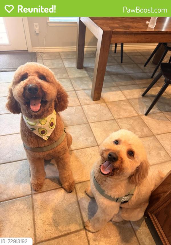 Reunited Male Dog last seen Near McDaniel dr, Magnolia, TX 77354