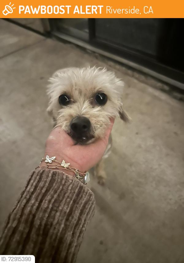 Found/Stray Female Dog last seen Tyler mall , Riverside, CA 92505