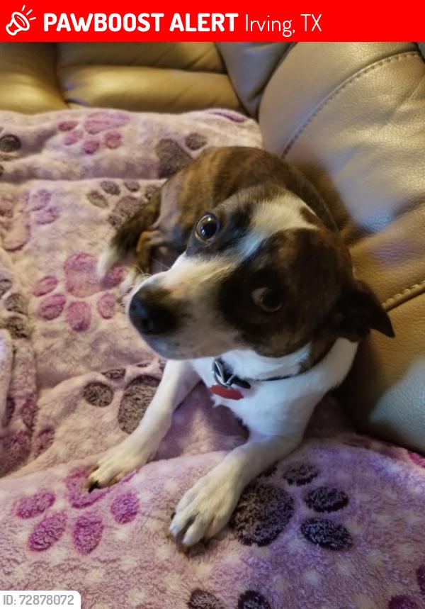 Lost Male Dog last seen MacArthur and Glenlock Drive Irving, TX, Irving, TX 75062