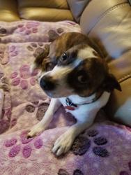 Lost Male Dog last seen MacArthur and Glenlock Drive Irving, TX, Irving, TX 75062