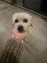 Found/Stray Female Dog last seen Tyler mall , Riverside, CA 92505