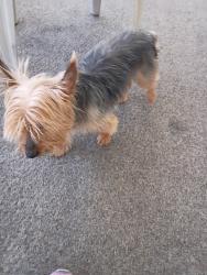 Found/Stray Male Dog last seen Lion and Devonshire , Hemet, CA 92543