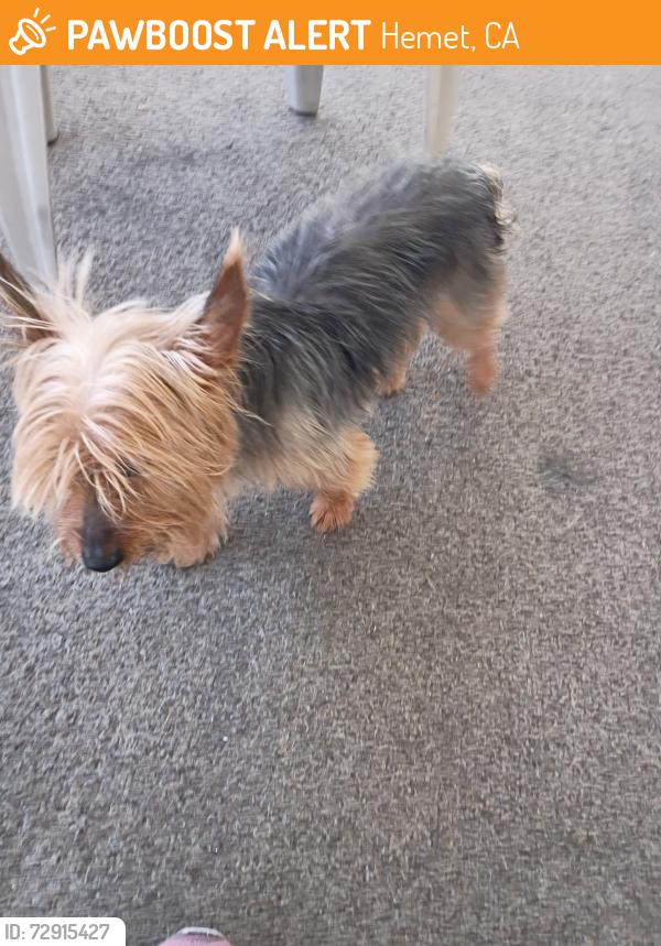 Found/Stray Male Dog last seen Lion and Devonshire , Hemet, CA 92543