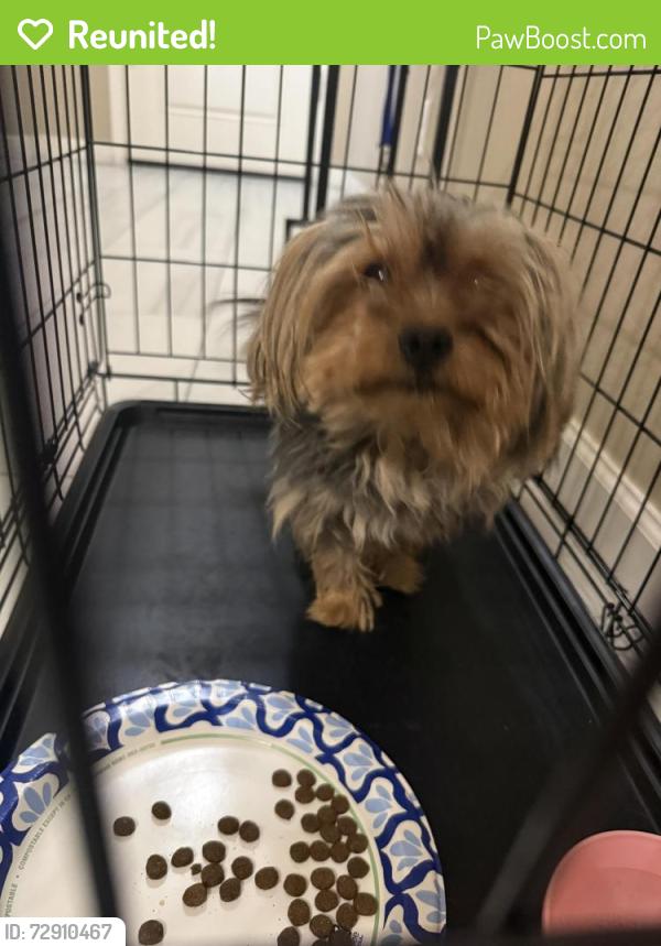 Reunited Unknown Dog last seen South 238th Ave and Mohave St., Buckeye, AZ 85326