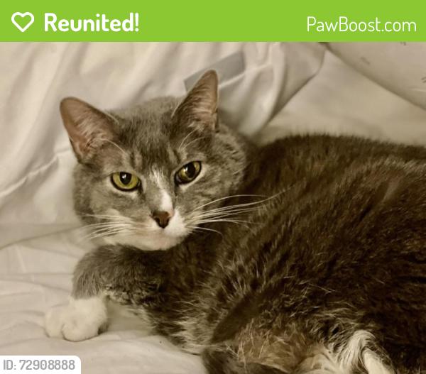 Reunited Male Cat last seen Lakeview and Lakeshore intersection , Asheville, NC 28804