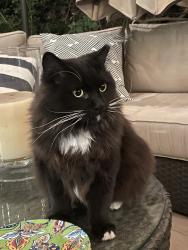 Reunited Male Cat last seen Meadowood, Irvine, CA 92620
