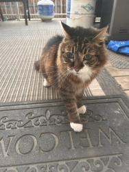Reunited Male Cat last seen Near Coventry Hills Way NE , Calgary, AB T3K