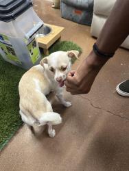 Found/Stray Female Dog last seen Concord, Concord, CA 94519