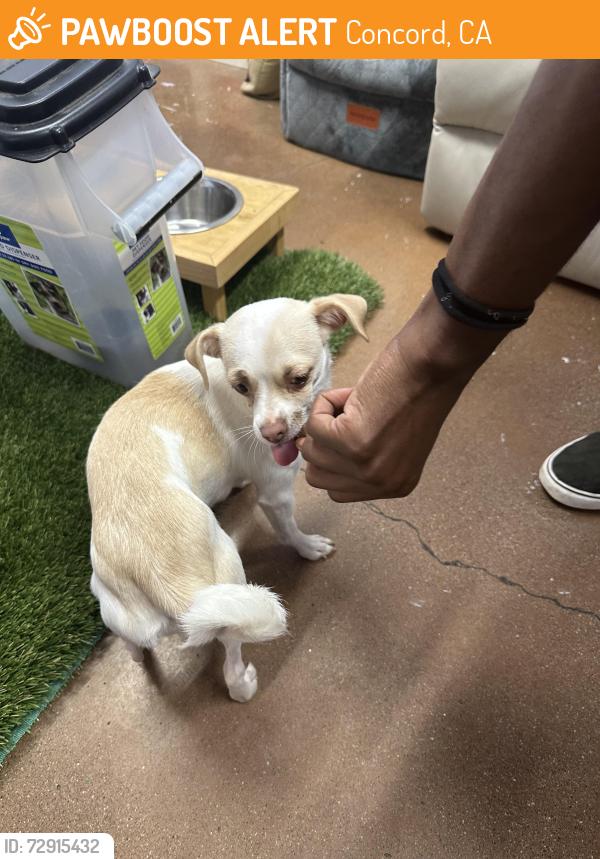 Found/Stray Female Dog last seen Concord, Concord, CA 94519